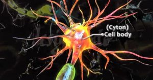 Science - Structure of Neuron_New